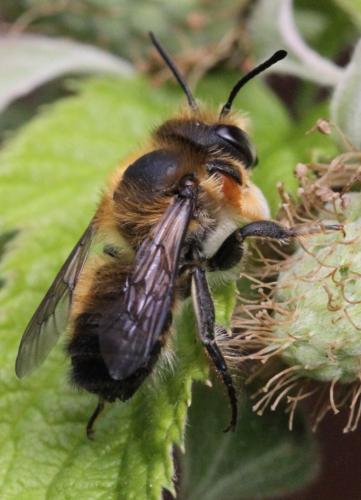 Megachile willughbiella